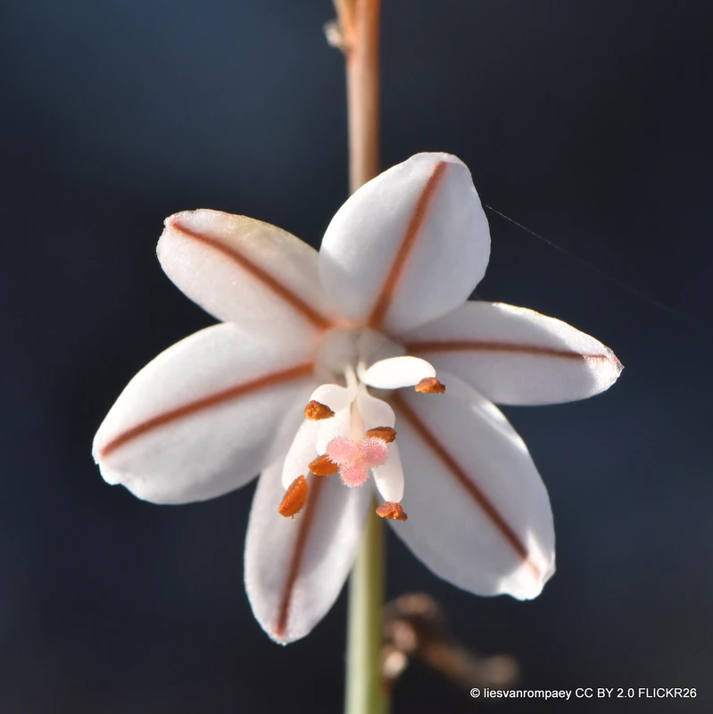 Asphodelus tenuifolius-1L