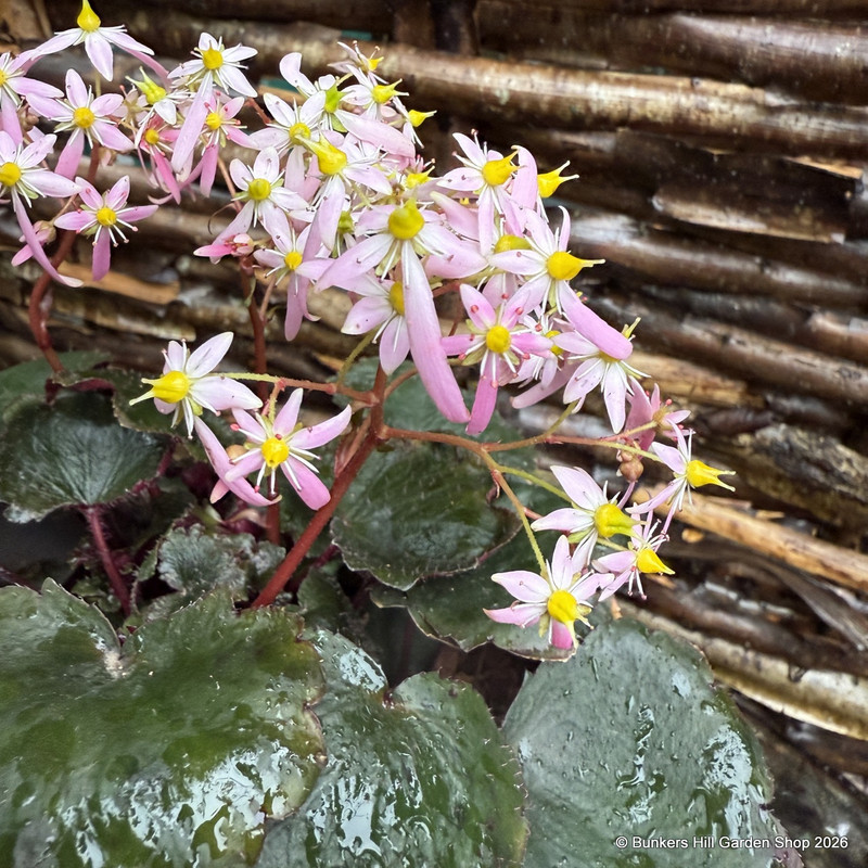 Saxifraga cortusifolia 'Autumn Grace Asuka'-1L