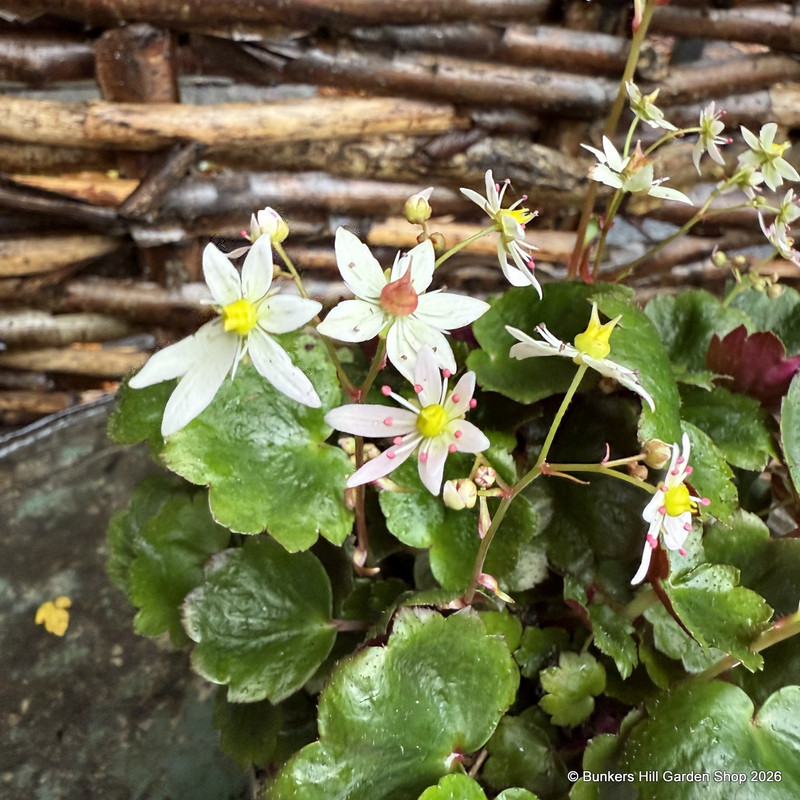 Saxifraga cortusifolia Autumn Grace Miharo'-1L