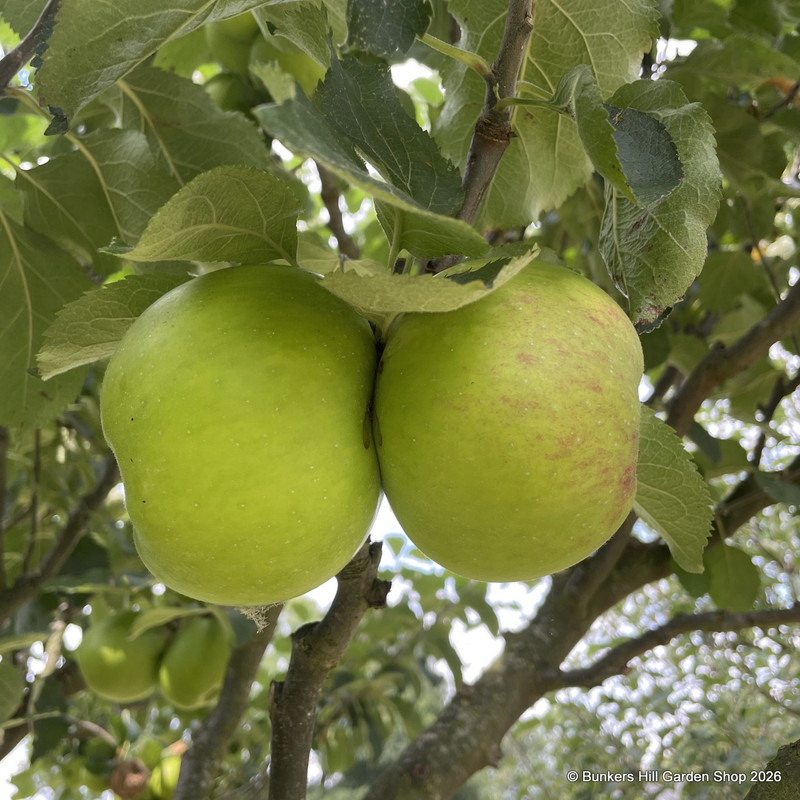Apple 'Bramley Seedling' Espalier 2yr tree on MM106 rootstock