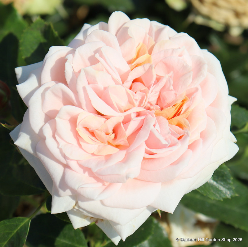 Joie de Vivre - Floribunda Rose