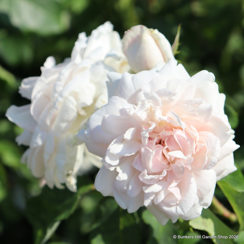 Madame Alfred Carriere - Climbing Rose