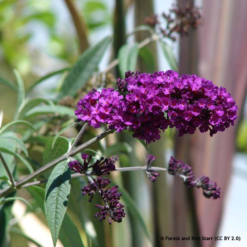 Buddleja 'Black Knight' - 3ltr pot