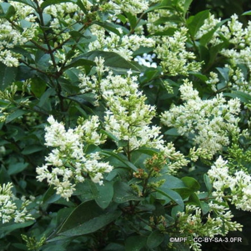 Ligustrum ovalifolium - Privet