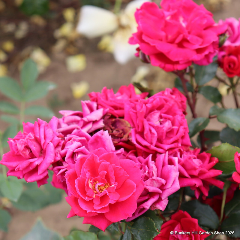 New Dawn - Climbing Rose