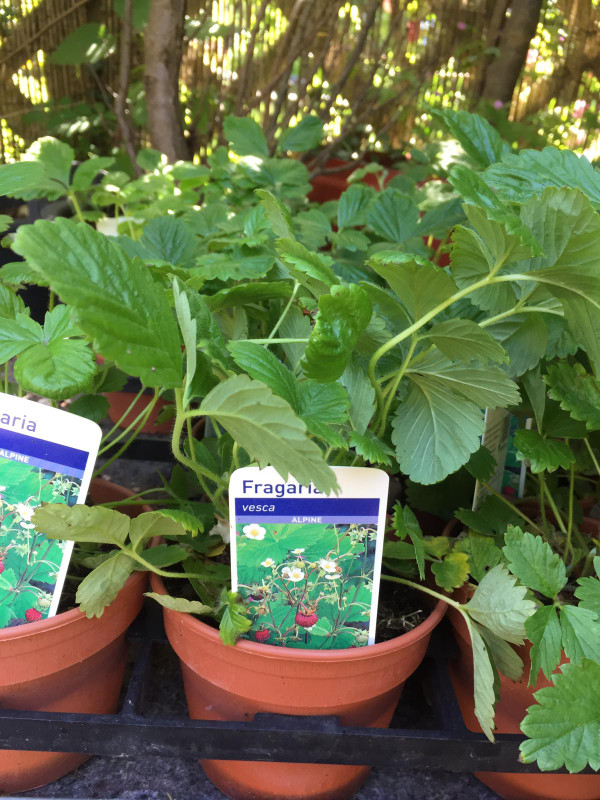 Alpine Strawberry (11cm)