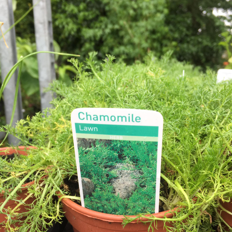 Chamomile- Lawn (11cm)