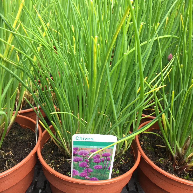 Chives (11cm)