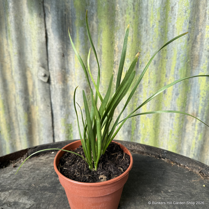 Chives, garlic (11cm)