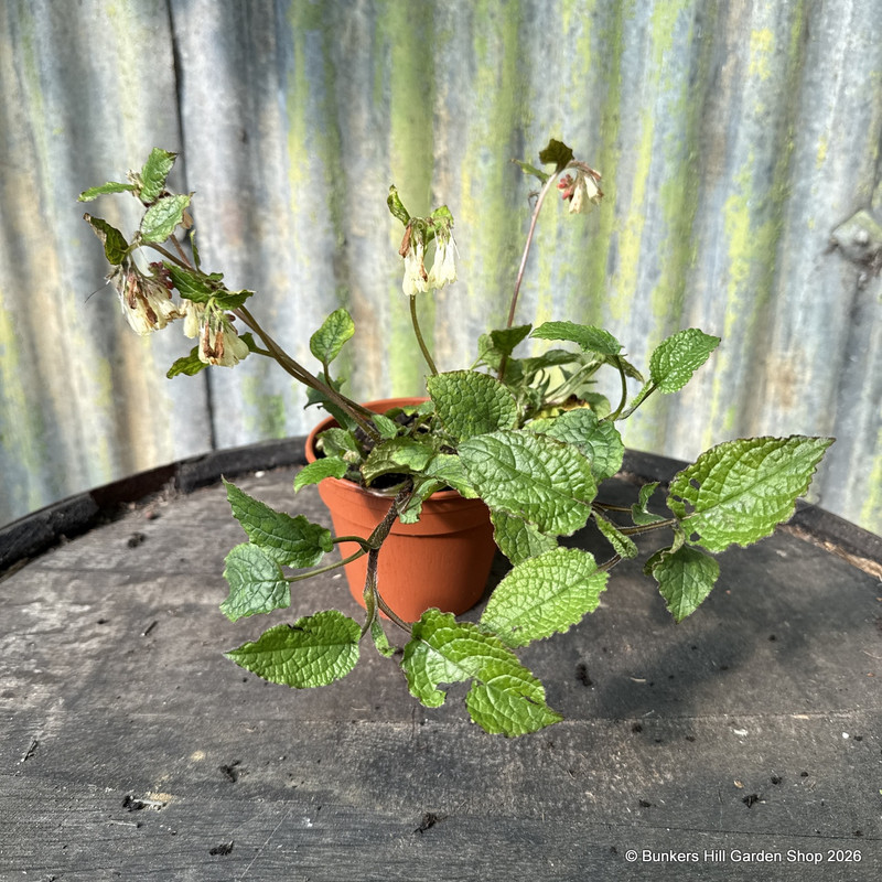 Comfrey, dwarf (11cm)