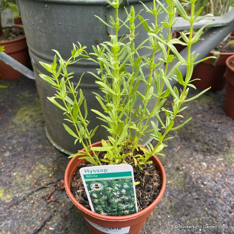 Hyssop - White (11cm)