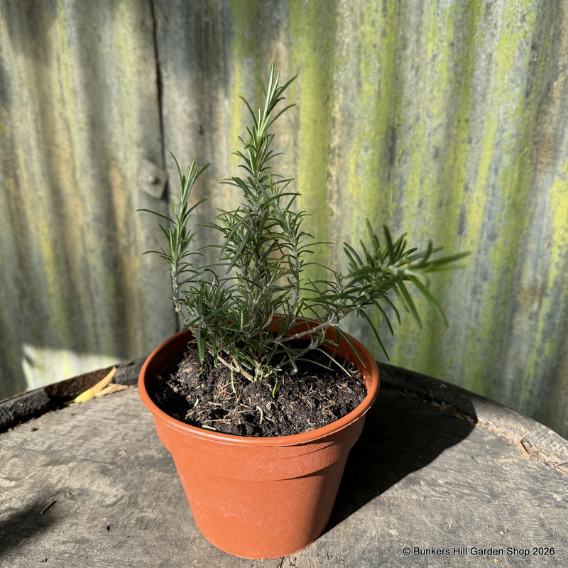 Rosemary 'Miss Jessop's Upright' (11cm)