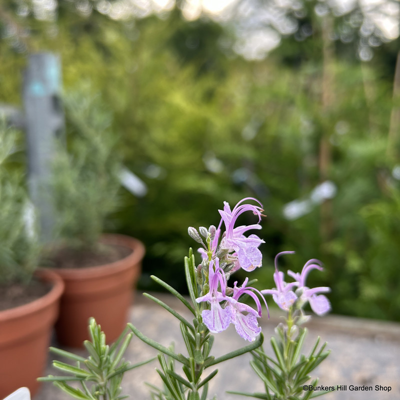 Rosemary 'Pink' (11cm)