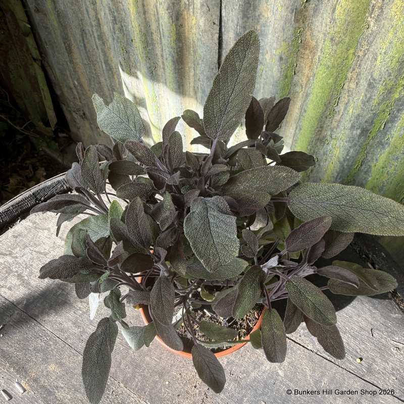 Sage Purple (11cm)