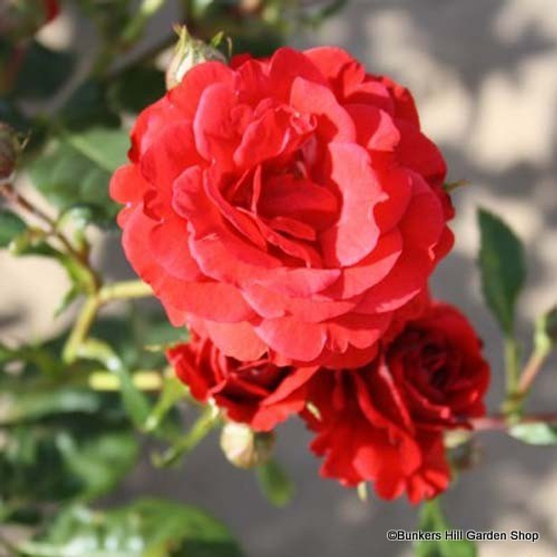 Paul's Scarlet - Climbing Rose