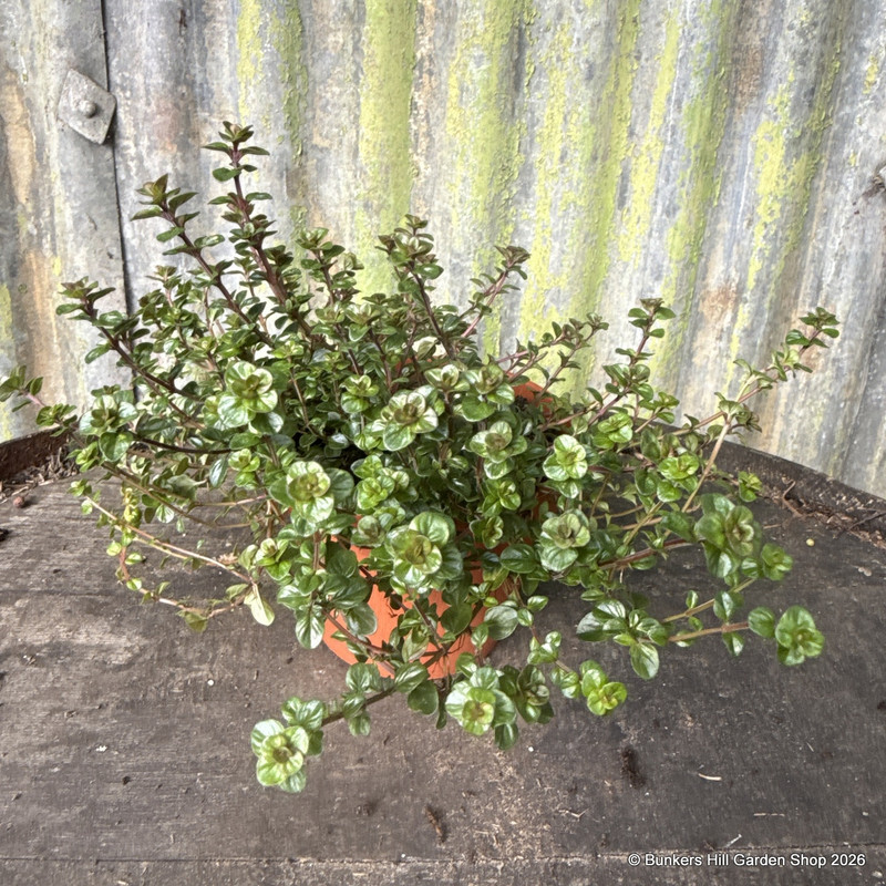 Thyme Broad-leaf (11cm)