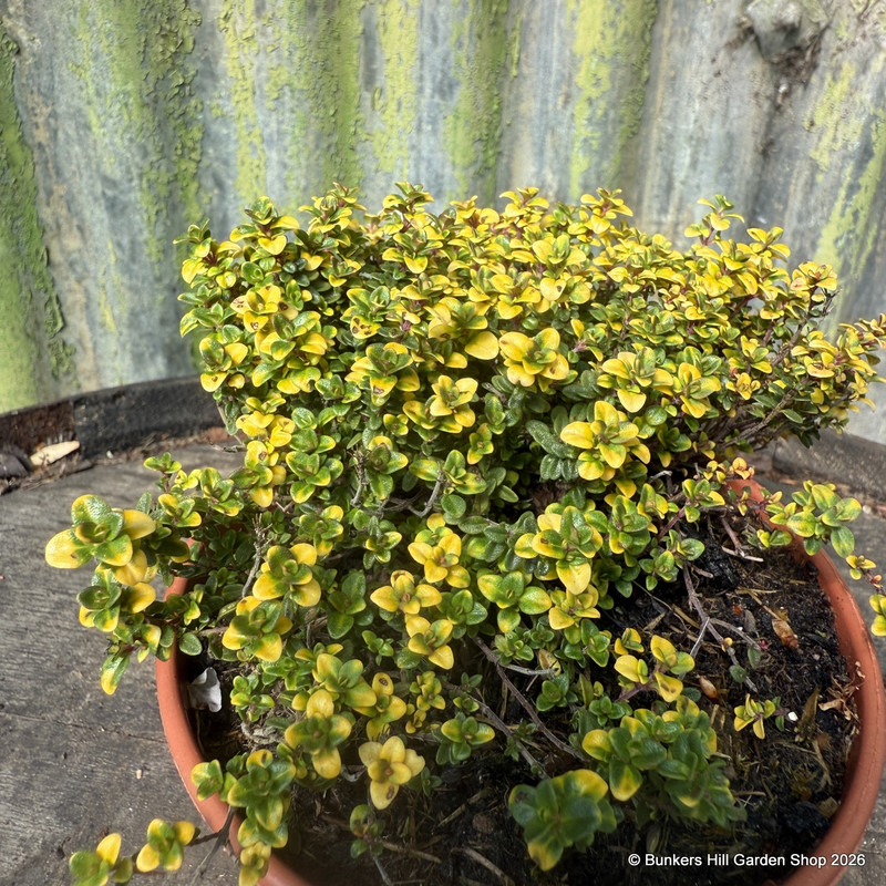 Thyme, 'Doone Valley' (11cm)