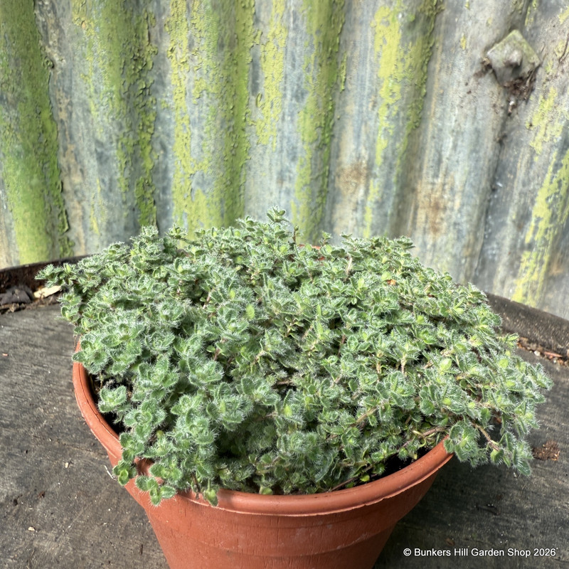 Thyme Woolly (11cm)