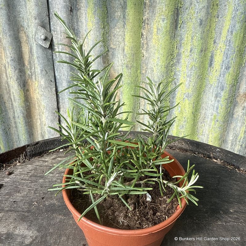 Philadelphus 'Belle Etoile' (Mock Orange) - 3ltr