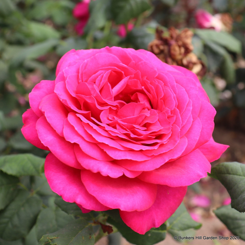 Piccadilly Climbing - Climbing Rose