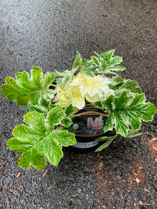 Acanthus spinosus 'Whitewater' - 3ltr pot