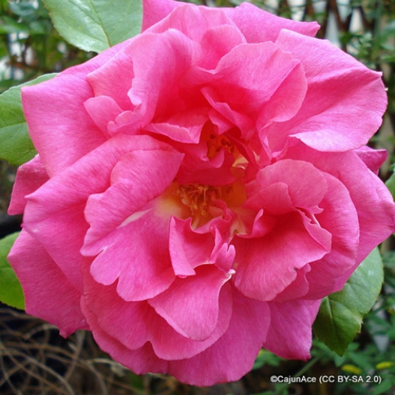 Pink Showers - Climbing Rose