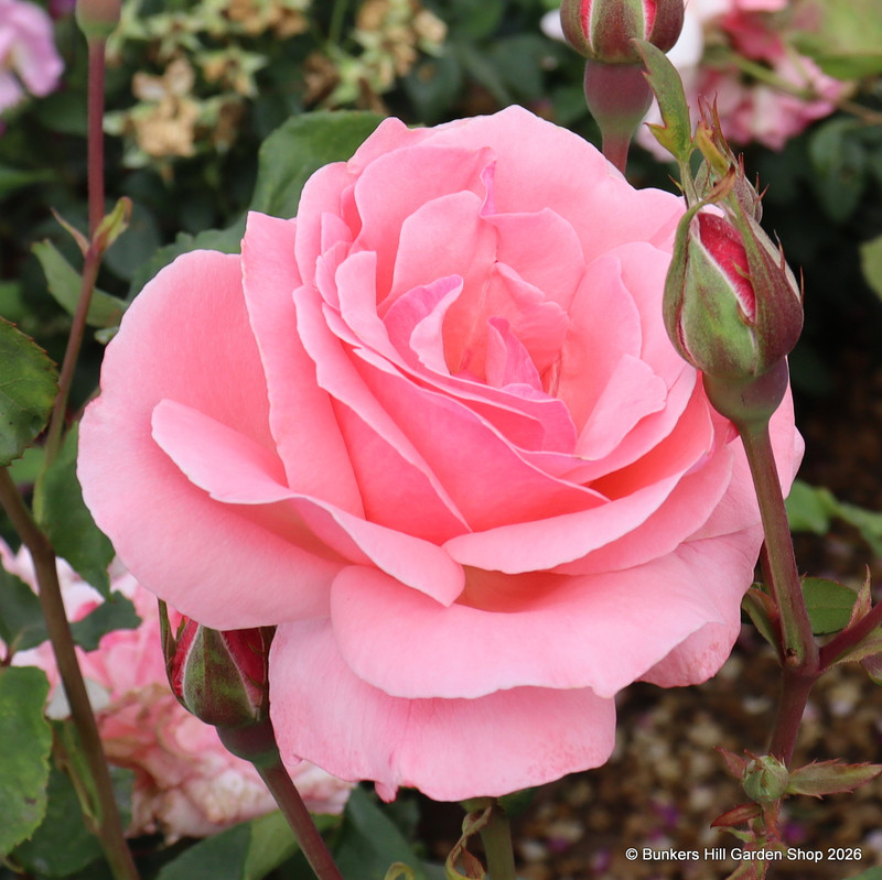 Queen Elizabeth - Climbing Rose