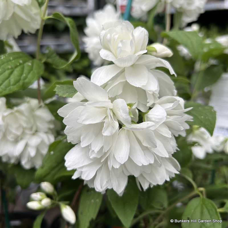 Philadelphus 'Snowbelle' 2L