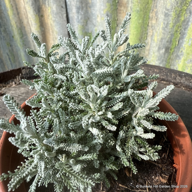 Cotton Lavender (11cm)