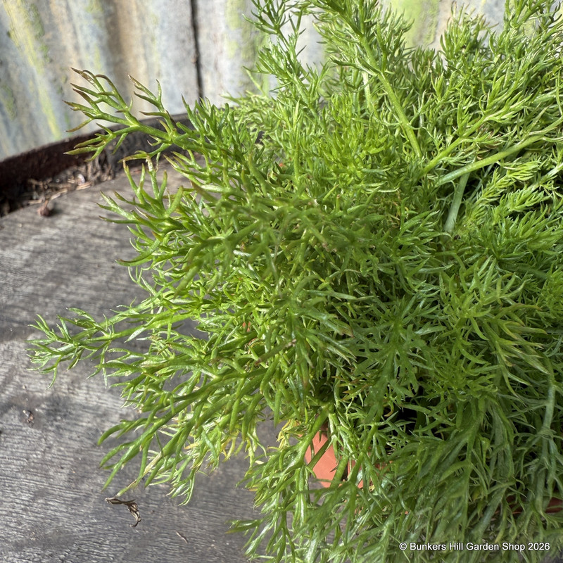Chamomile - Double Flowered (11cm)