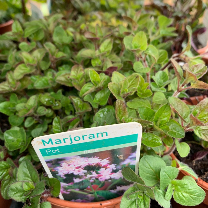 Marjoram (11cm)