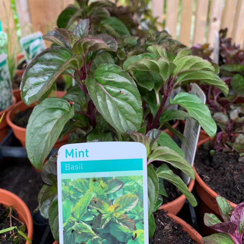 Mint Basil (11cm )
