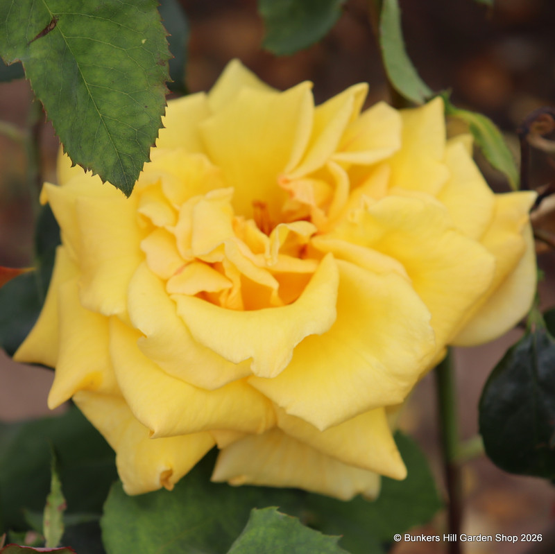 Royal Gold - Climbing Rose