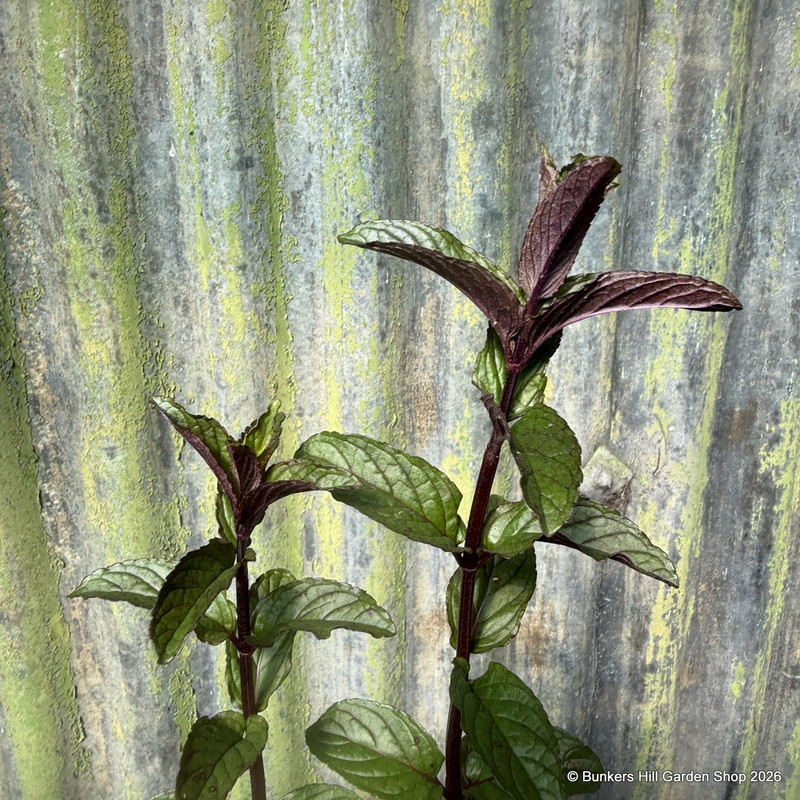 Mint Chocolate (11cm)