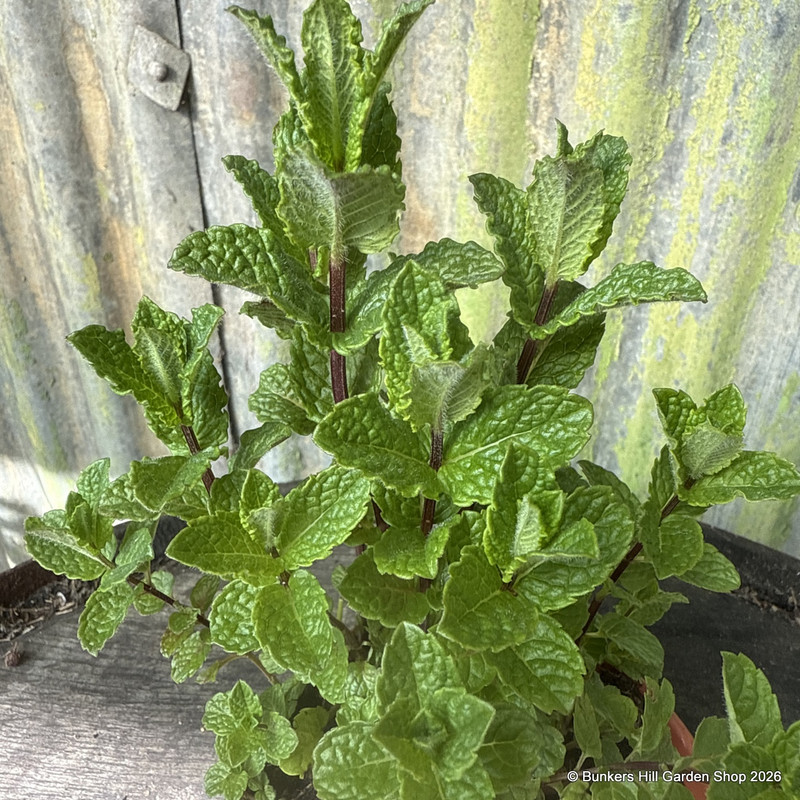 Mint Moroccan (11cm)