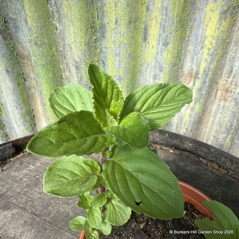 Mint Ginger (11cm)