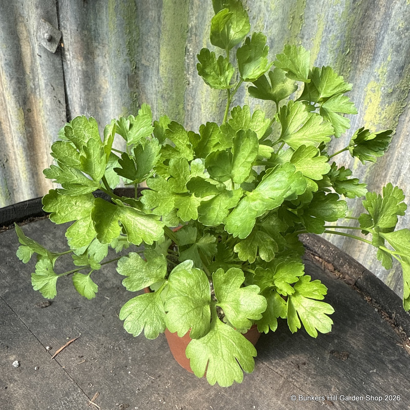 Parsley French (11cm)