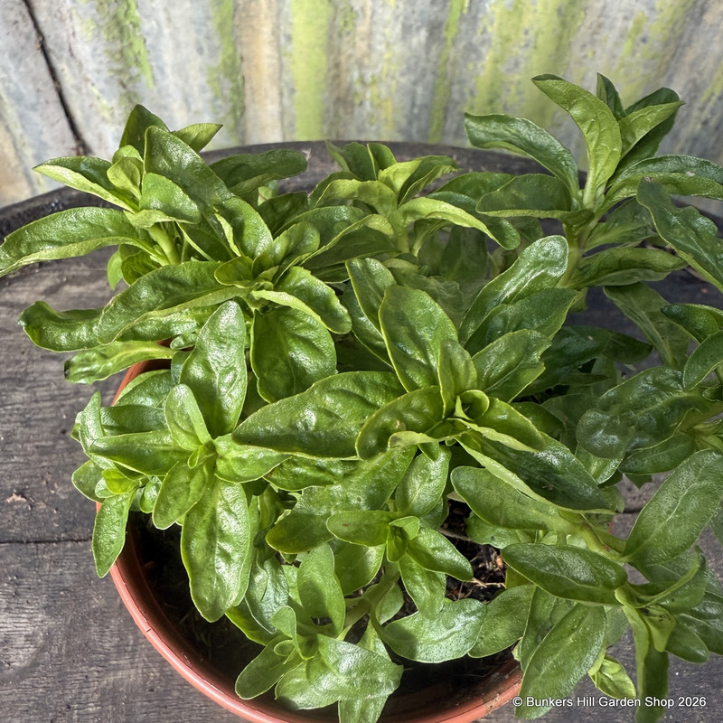 Pennyroyal, creeping (Mentha parlegium) 11cm pot