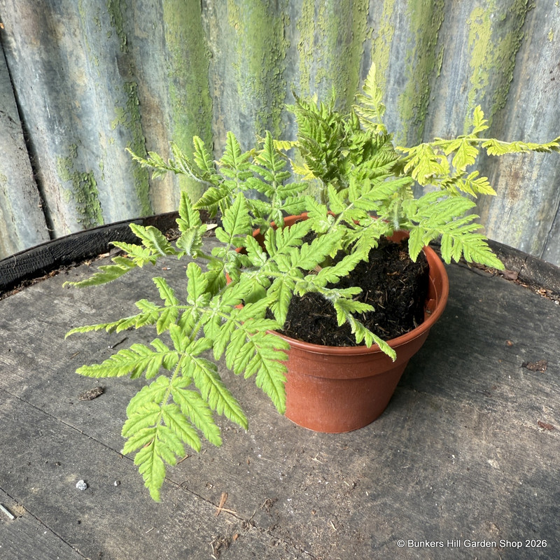 Sweet Cicely (11cm)