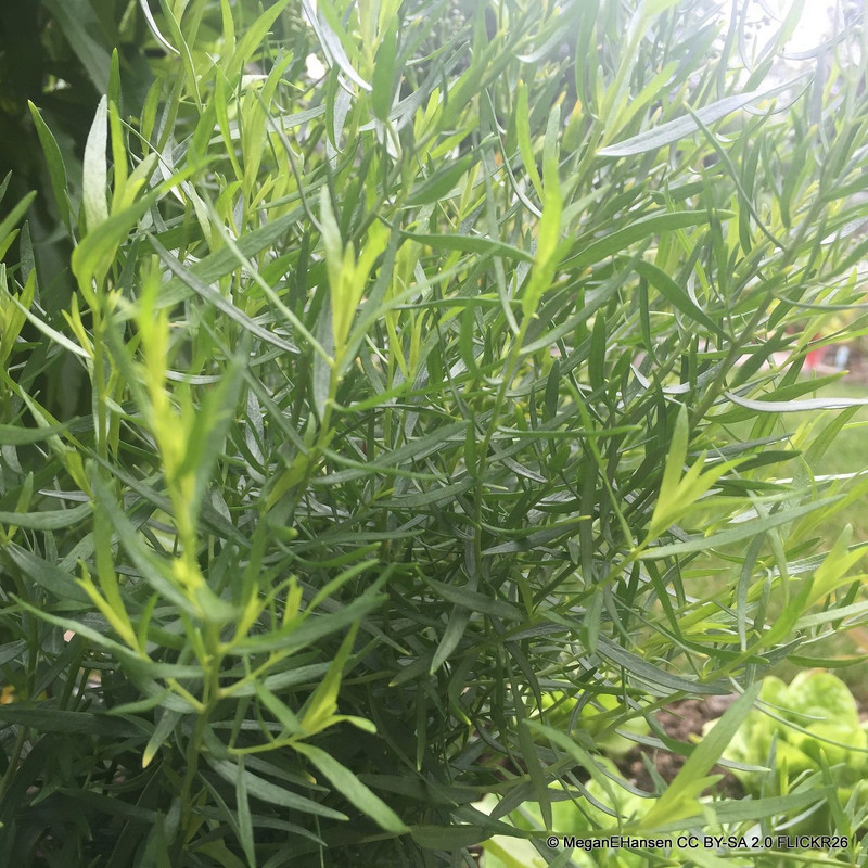 Tarragon French (11cm)