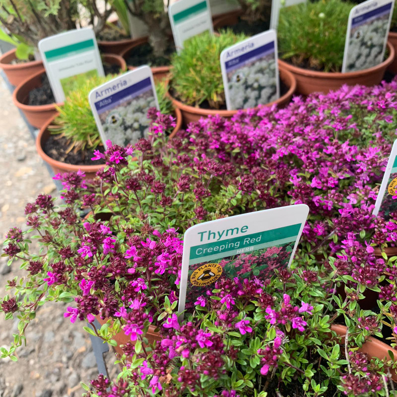 Thyme Creeping Red (11cm)