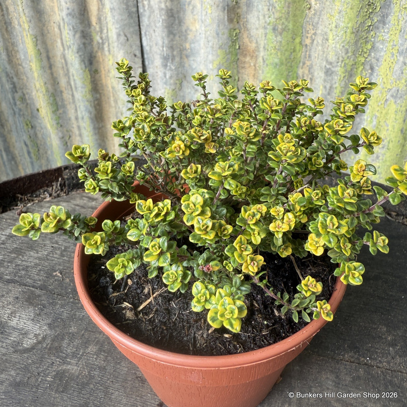 Thyme Lemon variegated (11cm)