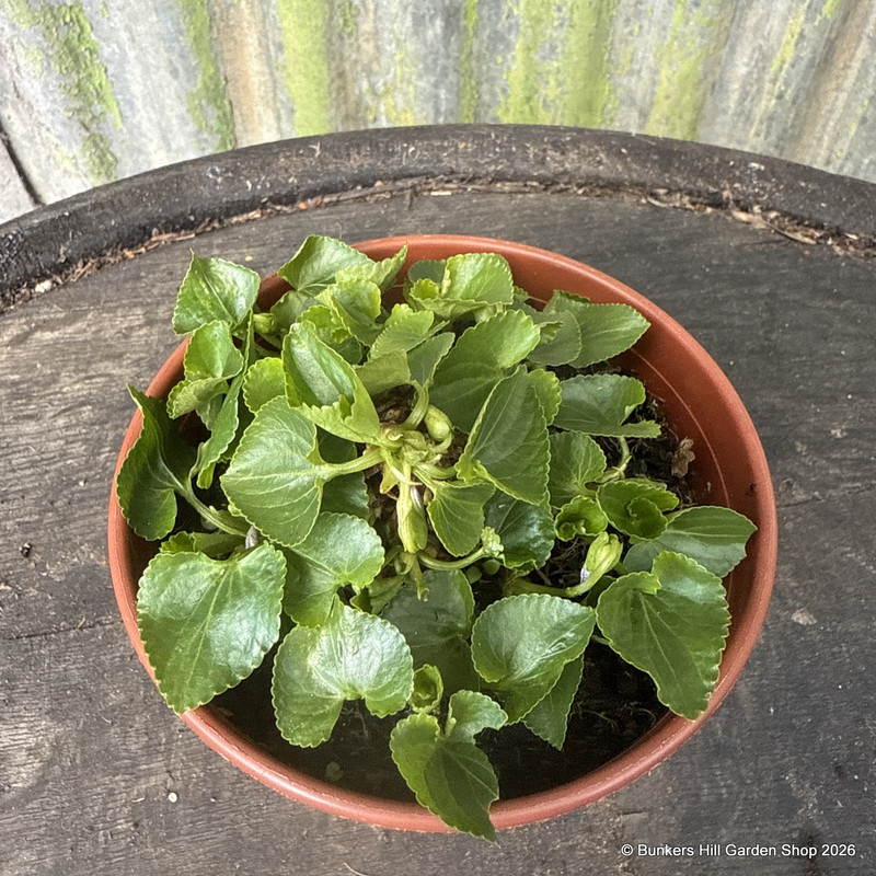 Viola 'Freckles' (11cm)