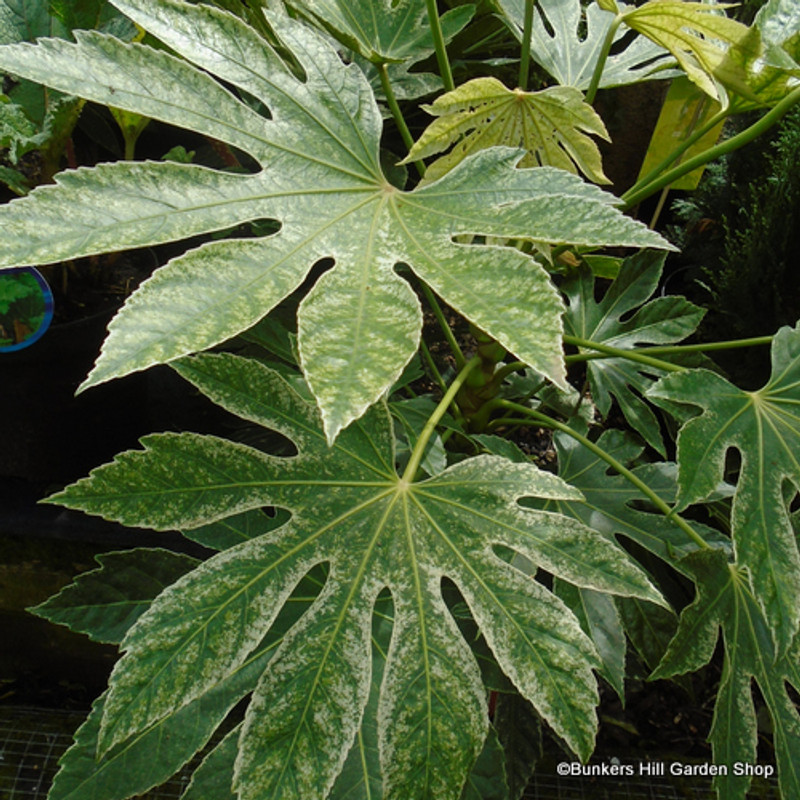 Fatsia Japonica Spider's Web 3ltr