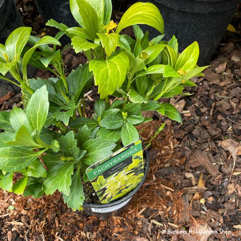 Pachysandra terminalis 'Green Carpet'- 1.5ltr