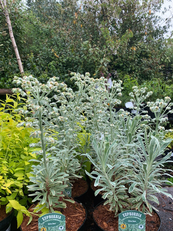 Euphorbia characias 'Silver Swan' 3ltr pot