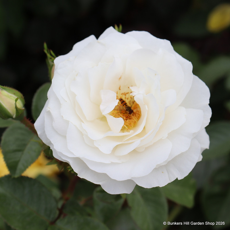 White Cloud - Climbing Rose