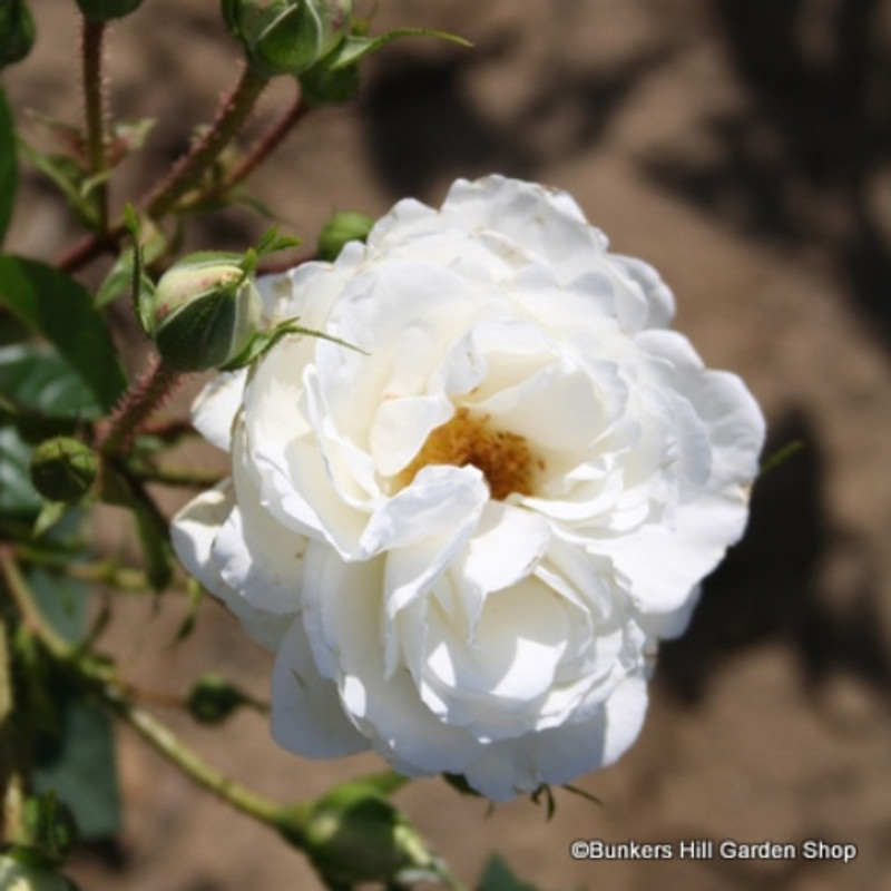 White Cloud - Climbing Rose