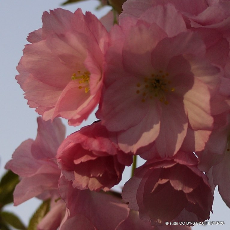 Prunus 'Beni Yutaka' -(Flowering Cherry) BAREROOT