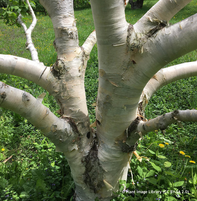 Betula ermanii (Erman's Birch) - 200/250cm